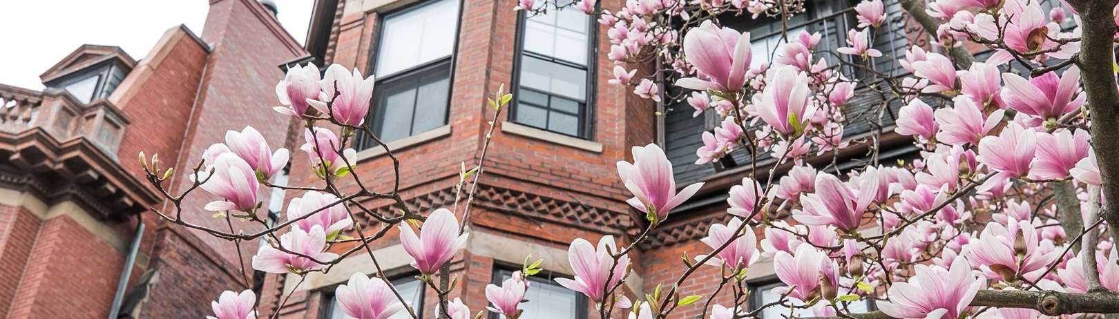 Where To See Spring Flowers In Boston Fairmont Copley Plaza