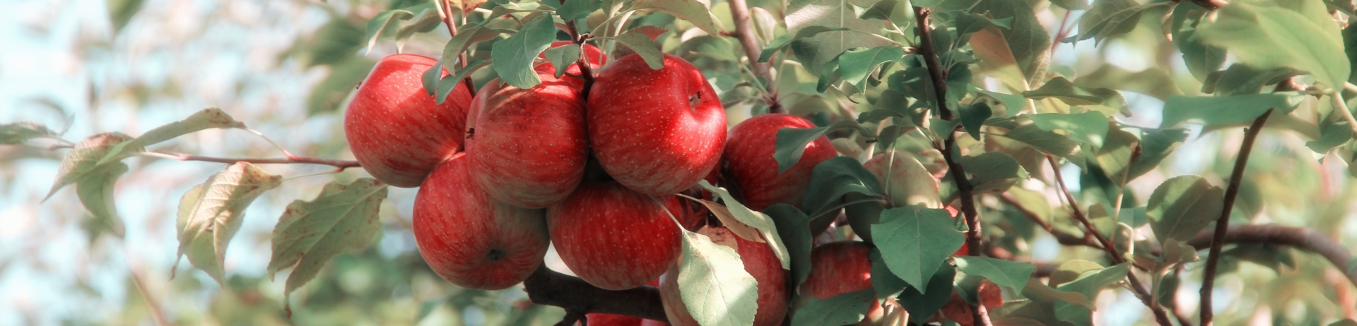 Apple Picking Locations in Boston | Fairmont Copley Plaza